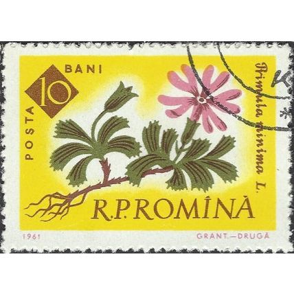 ROMANIA, FLOWER, Primula minima, yellow 1961, 10bani, #2