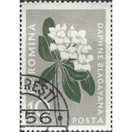 ROMANIA, FLOWER, Daphne Blagayana, grey 1957, 10bani, #2
