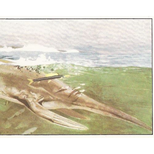 Panini's Dinosaurs Sticker Collection - Sticker No. 61