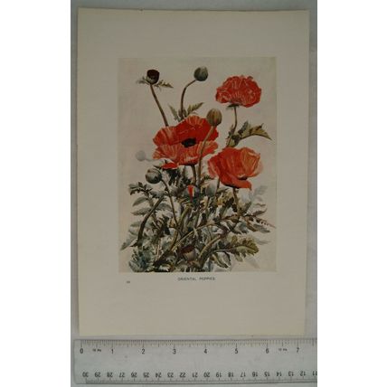 1905 coloured illustration: Oriental Poppies