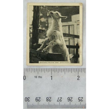 1935 De Reszke Our Favourites No. 39 Stolen Fruits are Sweetest - goat