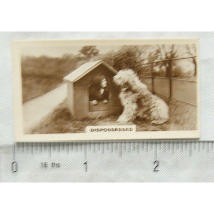 1931 De Reszke Real Photos 2nd series No. 24 Dispossessed - dog