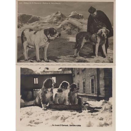 Grand St Bernard French 4x Hospice Old Dog Tunnel Postcard s
