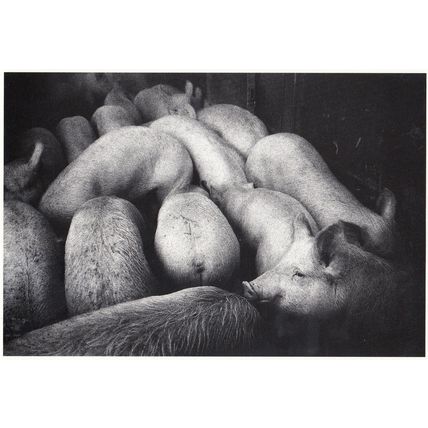 Swiss Switzerland Squashed Pigs Pig Pen Disaster Photo Postcard