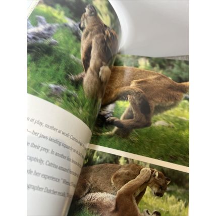National Geographic Magazine July 1992 Mountain Lions - Vintage Collectable y