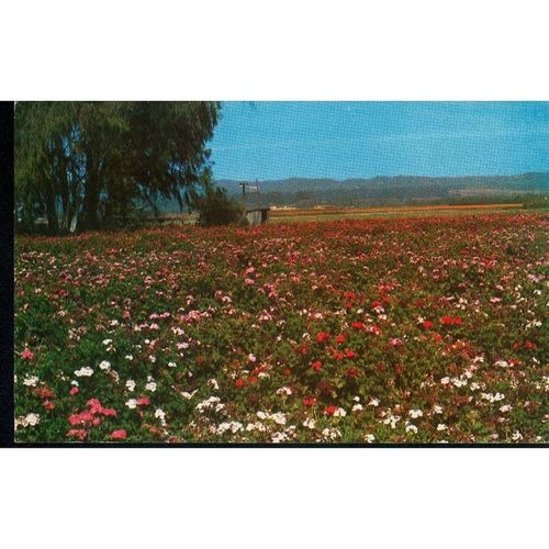 USA Postcard - Lompoc, California