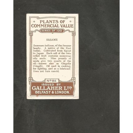 Cigarette Card Gallaher Plants of Commercial Value 1917 #85 Sesame