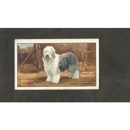 Cigarette Card Gallaher Dogs A series 1936 # 6 Old English Sheep Dog