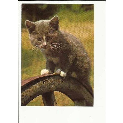 CAT Postcard by Carnation Foods