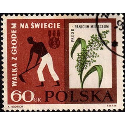 Poland 1963 Fight against Hunger 60gr Used. Stamp Flower
