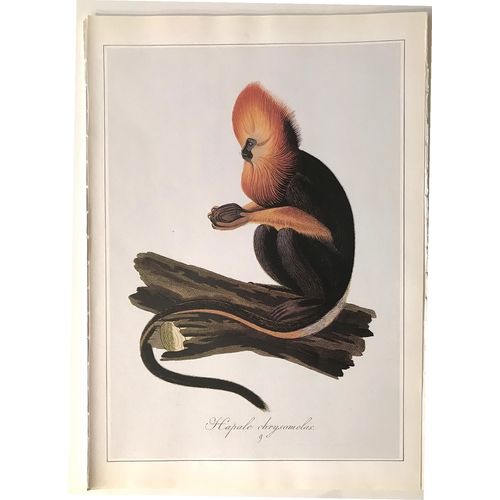 Golden Headed TAMARIN Antique Print Lithograph 1822 Ape vintage Animal Art decor