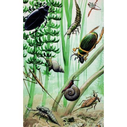 1960s Snails Stag Beetle Ladybird Old Childrens Book Postcard