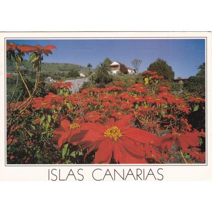 Poinsettas Canary Islands Postcard posted 1989 crease