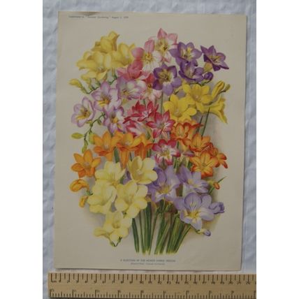 1939 Amateur Gardening illustration - Selection of Hybrid Freesias