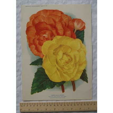 1939 Amateur Gardening illustration - Tuberous Rooted Begonias