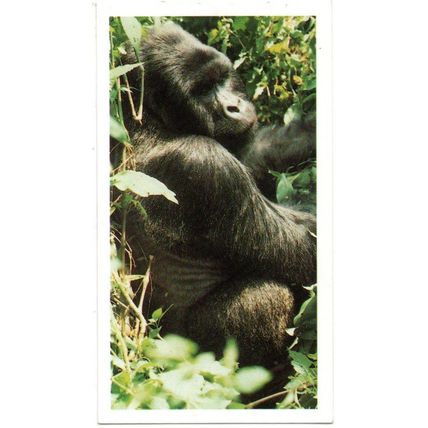 PLAYER'S GRANDEE CIGAR CARD AFRICAN WILDLIFE 1990 EXC. No.30 MOUNTAIN GORILLA