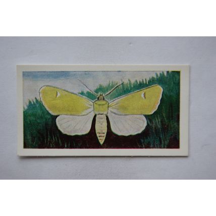 1958 Swettenham tea card Butterflies & Moths No. 12 Owl Moth