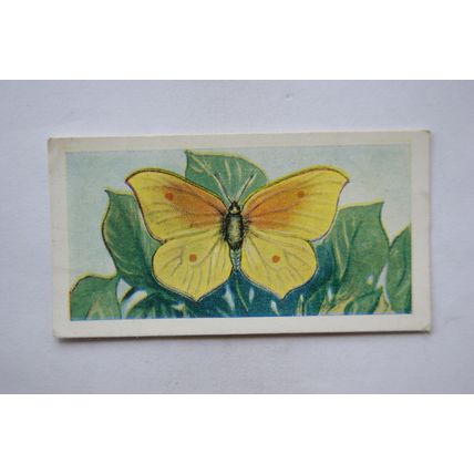 1958 Swettenham tea card Butterflies & Moths No. 11 Mediterranean Brimstone