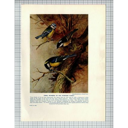 Golden Eagle / Blue Tit Coal Tit Great Tit Bird Roland Green - 1950s Book Print