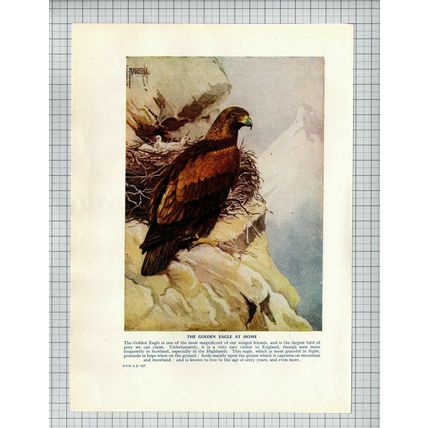 Golden Eagle / Blue Tit Coal Tit Great Tit Bird Roland Green - 1950s Book Print