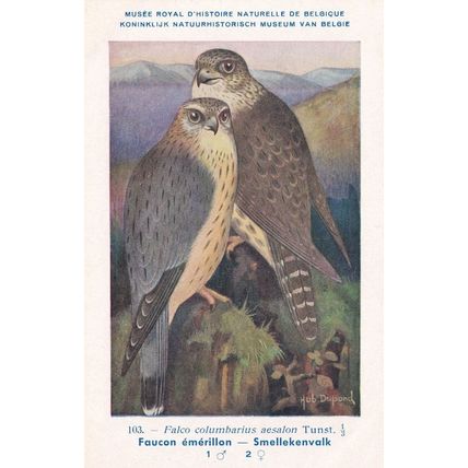 Merlin Falco Columbarius WW2 Antique Bird Postcard