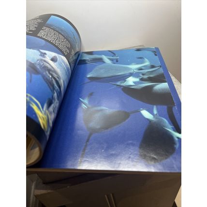 National Geographic Magazine January 1995 Gray Reef Sharks Vintage Collectable b