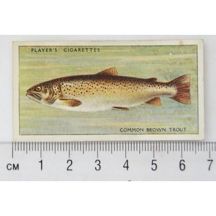 1933 Players Fresh-water Fishes, pink back No. 47 Trout (Common Brown)