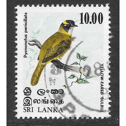 SRI LANKA BIRDS YELLOW EARED BULBUL USED