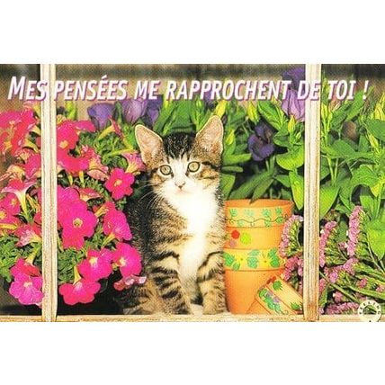 Cat My Thoughts Bring Me Closer To You Mes Pensees Me Rapprochent Postcard