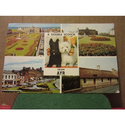 A DOUBLE SCOTCH FROM AYR, SCOTLAND. unused postcard Scotty dogs =