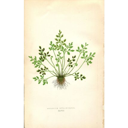 Fern prints - Lowe - ANTIQUE 1867 - ASPLENIUM RUTA-MURARIA