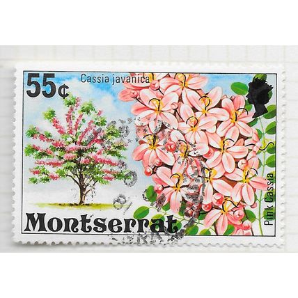 MONTSERRAT 1976 FLOWERING TREES PINK CASSIA USED
