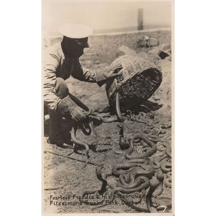 Fearless Freddie Poisonous Snakes Pets Durban Park South Africa Old Postcard