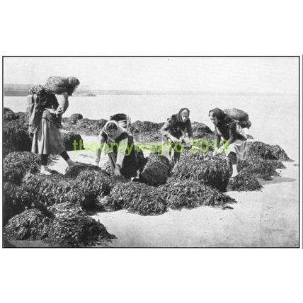 Collecting Seaweed, Boulogne sur Mer, France, c1920, MODERN REPRODUCTION