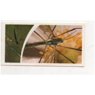 1981 SMALL WONDERS Brooke Bond Tea card No.16 Daddy-Long-Legs