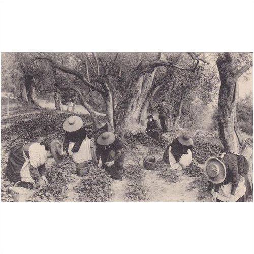 La Cueillette Des Violetts LL Postcard (F6754)