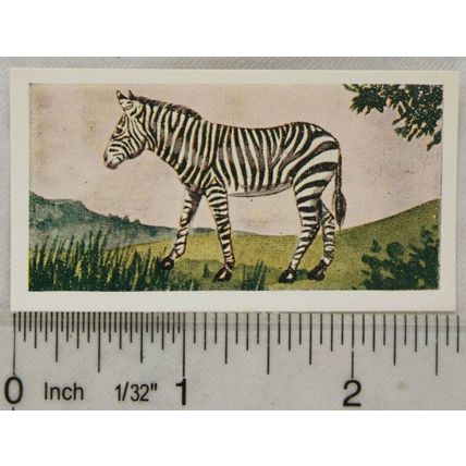 Neilson's Interesting Animals card No. 23 Zebra