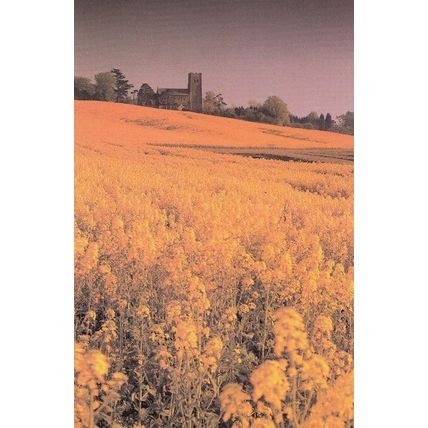 Harvest Evening at Elmswell Suffolk Postcard