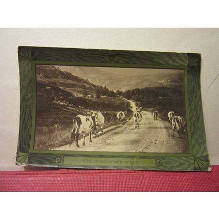 THE HOMEWARD ROAD, AYRSHIRE COWS, used antique postcard by Hartmann 1911 pm /