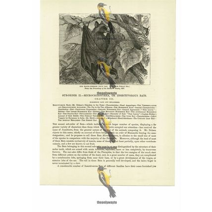 Black Cheeked Fruit Bat, Book Illustration (Print), 1884