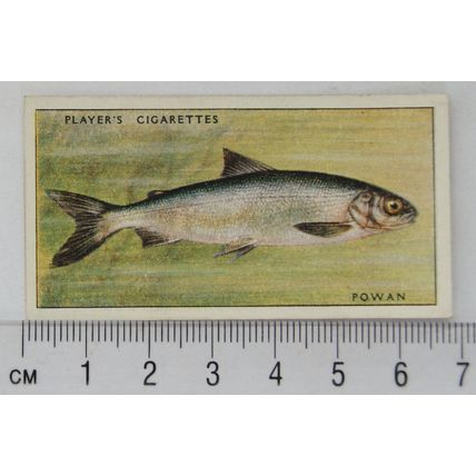 1933 Players Fresh-water Fishes, pink back No. 32 Powan