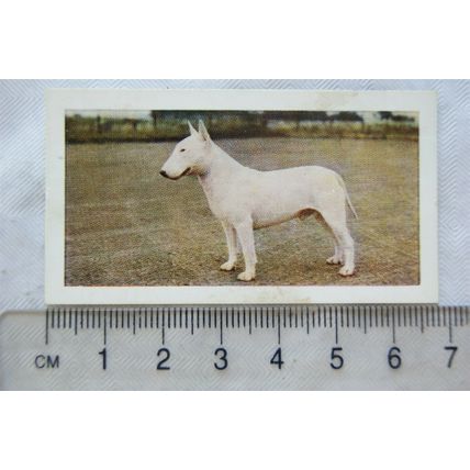 1961 Hornimans Tea Dogs No. 18 Bull Terrier