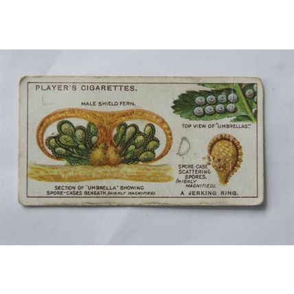 1929 Players Hidden Beauties No. 15 A Jerking Ring