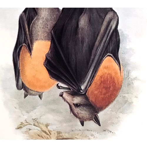 Greyheaded Flying Fox Bat Vintage Animal Print 1845 J Gould poster Art Decor