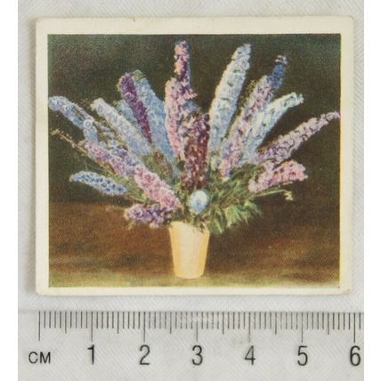 1937 Godfrey Phillips Flower Studies No. 1