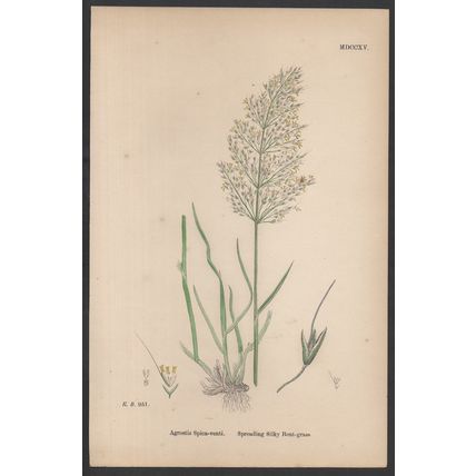 SPREADING SILKY BENT-GRASS 1872 John Edward Sowerby PLANT PRINT
