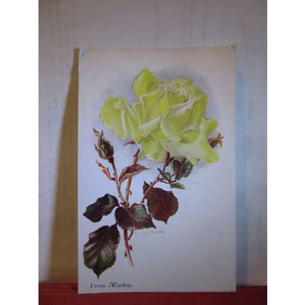 'verna mackay' ROSE used antique postcard by James Henderson FLOWERS . =