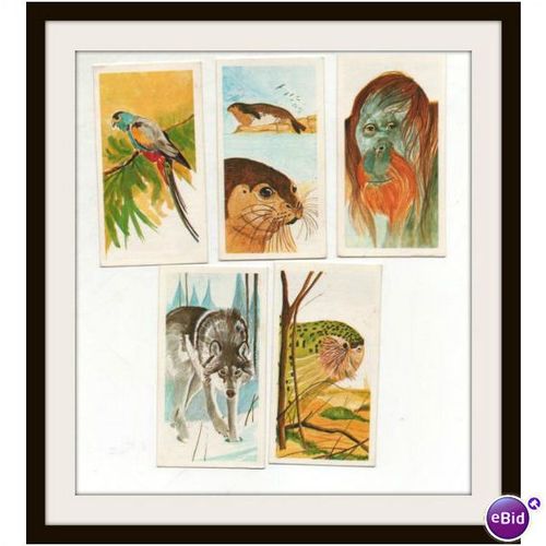 5 Vintage 1978 Brooke Bond Tea cards Vanishing Wildlife Nos.28, 35, 2, 10, 36