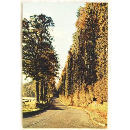c.1960s postcard The Beech Hedge, Meikleour