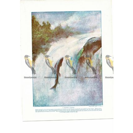 Salmon Leaping, Book Illustration (Print), c1925